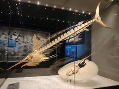 -贝林大翅鲸简餐厅(国家海洋博物馆店)