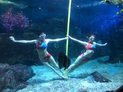 -烟台海昌鲸鲨海洋公园