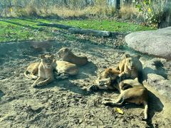 -北京野生动物园