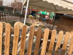 -萌宠亲子动物乐园(槐房万达店)