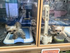 -FAELING PETS美天灵宠物(富力广场店)