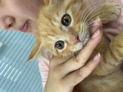 -瑞派福兴宠物医院犬猫全科·骨科·中西医结合(河东店)