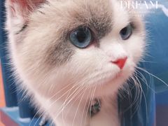 -御宝贝·A梦猫科宠物医院(国际猫友好医院)