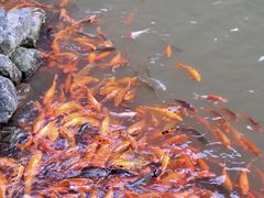 -刘伯温故里景区百丈漈