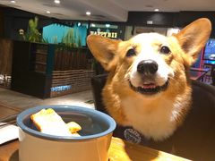 -百好乐宠物友好餐厅(朝外大街店)