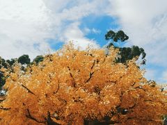 -广东圆玄道观