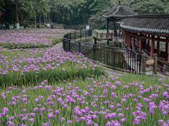 -龙头寺公园