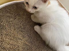 -芭比堂宠物医院·全科爱猫医院·仁德分院