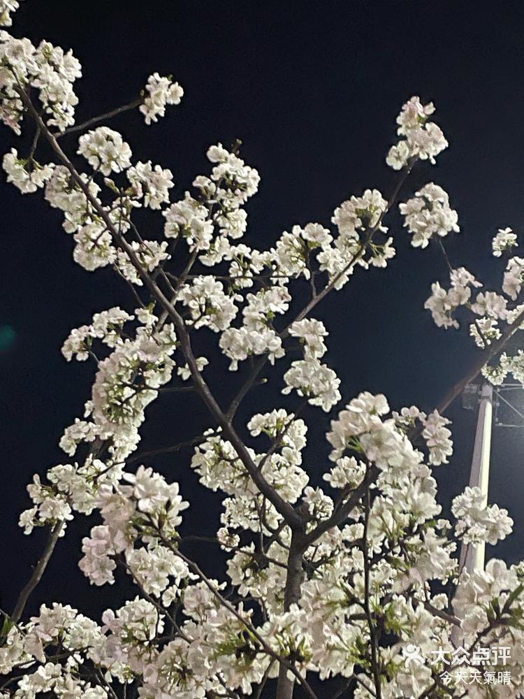 宁波马园路樱花