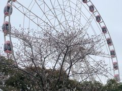 -顾村公园