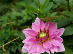 -黑龙江省森林植物园