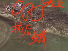 -上海大自然野生昆虫馆(东方明珠·爬宠昆虫探索中心)
