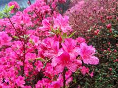 -木兰云雾山