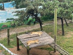 -西霞口神雕山野生动物世界