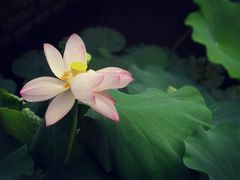 -莫催咖啡