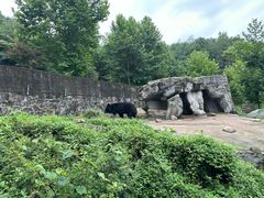 -都江堰中华大熊猫苑