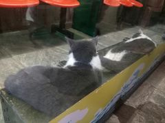 -猫咪博物馆(顶澳仔猫街店)
