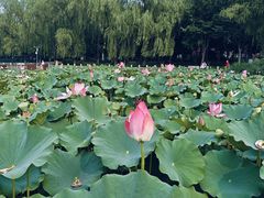 -莲花池公园