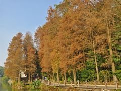-深圳仙湖植物园