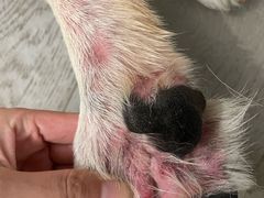 -瑞派申生动物医院·24H夜诊·国际动物医疗中心·骨外科(吴中路店)