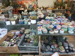 -曲阳花鸟市场(曲阳路店)