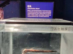-凤凰中心