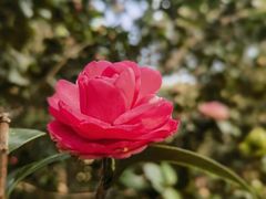 -中国科学院华南植物园