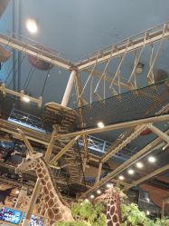 -卡通尼·Safari非洲探索乐园·生日会(金桥国际商业广场店)