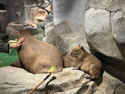 -Zoolung Zoolung动物主题公园(海信广场店)