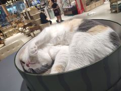 -藏猫猫咖啡主题馆(中央大道店)