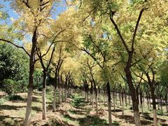 -永定河休闲森林公园