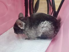 -瑞派·关忠动物医院·异宠专科·犬猫肿瘤·皮肤专科(望京店)