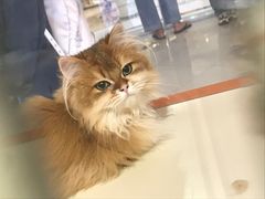 -三花喵·撸猫购宠·宠物生活馆(虹桥南丰城店)