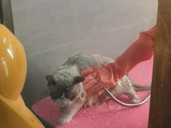 -宠福鑫康馨动物医院·骨科·眼科