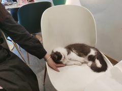 -飞行喵MR PILOT|猫舍·猫咖(静安大融城店)