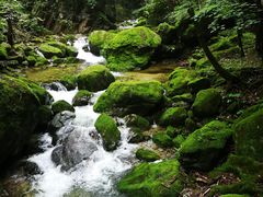 -牛背梁国家森林公园