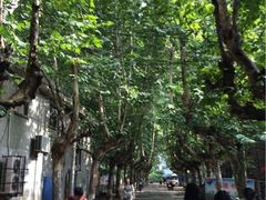 iphone_upload_pic-东山香樟园