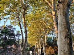 -武汉大学-樱园