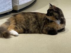 -藏猫猫咖啡主题馆(中央大道店)