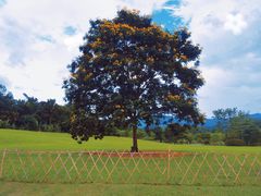 -中国科学院西双版纳热带植物园