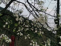 -楠柏弯休闲山庄(梨花溪店)