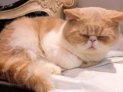 -万小咖.猫咖(中山路天虹店)