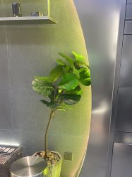 -不迫先生专业男士剪发