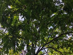 -飞来湖湿地公园