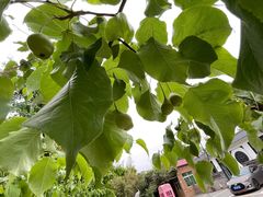 -丽泽山庄·生态怀柔菜·虹鳟鱼(红螺寺店)