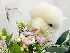 -共舞时光猫咖·狗咖(新街口店)