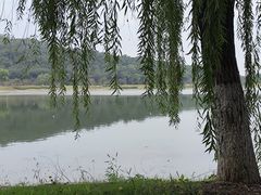 -羊山湖公园