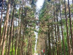 -上海长兴岛郊野公园