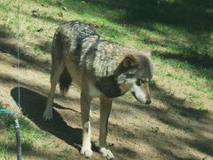 -北京野生动物园