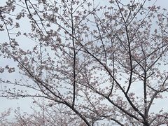 -高东镇樱花园